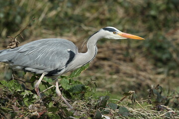 Fototapeta premium Dublin, Ireland - 30th March 2013 - a grey heron in the River Dodder in Dublin city