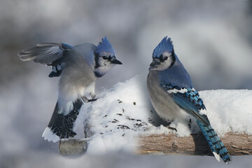 Blue Jays in winter