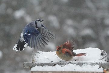 Blue Jay confronting female Cardinal on feeder