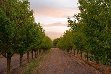 Naklejka premium Orchard at dusk