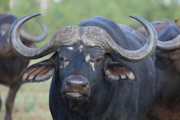 Fototapeta premium Kaffernbüffel / African buffalo / Syncerus caffer