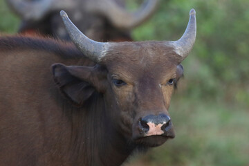 Kaffernbüffel / African buffalo / Syncerus caffer