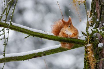 Red squirrel (Sciurus vulgaris) in its natural habitat in the forest where there is already snow. The squirrel is stocking up on nuts for the winter
