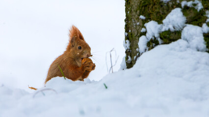 Red squirrel (Sciurus vulgaris) in its natural habitat in the forest where there is already snow. The squirrel is stocking up on nuts for the winter