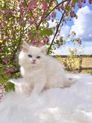 Lilac tabby bicolour ragdoll