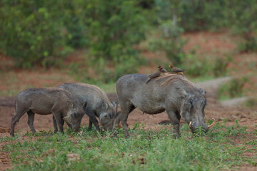 Warzenschwein und Gelbschnabel-Madenhacker / Warthog and Yellow-billed oxpecker / Phacochoerus...