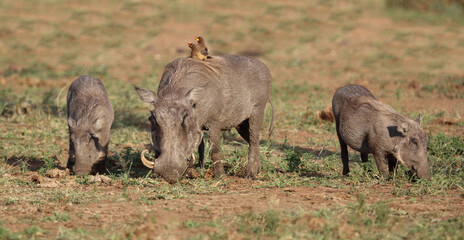 Warzenschwein und Gelbschnabel-Madenhacker / Warthog and Yellow-billed oxpecker / Phacochoerus africanus et Buphagus africanus.....