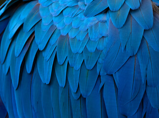 Obraz premium blue and yellow macaw