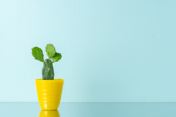 Cactus plant in yellow pot on bright background. Minimal composition.