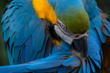 blue and gold macaw