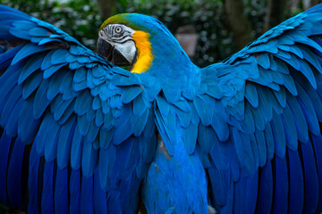 blue and gold macaw