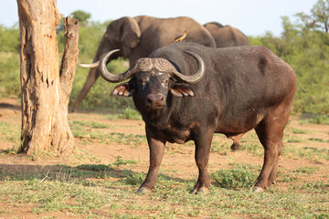 Obraz premium Kaffernbüffel und Gelbschnabel-Madenhacker / African buffalo and Yellow-billed oxpecker / Syncerus caffer et Buphagus africanus.