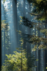 morning in the forest