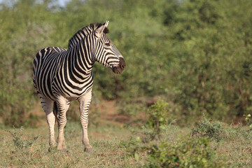 Steppenzebra / Burchell's zebra / Equus quagga burchellii