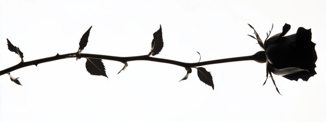 Silhouette of a long-stemmed rose with intricate details of leaves and thorns against a white background, evoking a sense of elegance and simplicity.