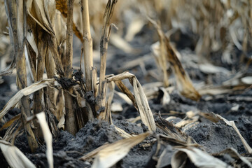 close up of dead any dying crops in a field