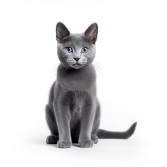 Russian blue kitten posing elegantly, displaying soft blue gray fur and mesmerizing blue eyes against pristine white background