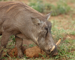 Warzenschwein / Warthog / Phacochoerus africanus..