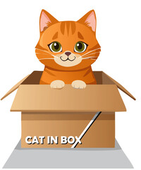 cat in box