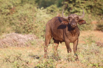 Kaffernb&uuml;ffel / African buffalo / Syncerus caffer