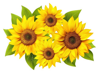 Fototapeta premium PNG Sunflower border plant white background inflorescence.