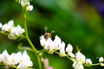 Bee collecting pollen from flowers