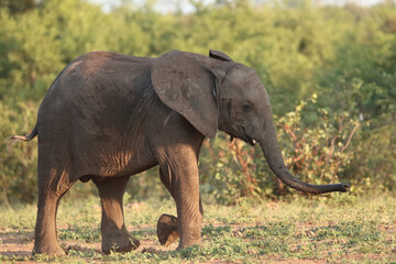 Afrikanischer Elefant / African elephant / Loxodonta africana