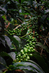 beautiful green coffee fruits on the plant