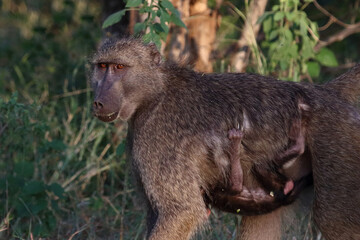 Bärenpavian / Chacma baboon / Papio ursinus