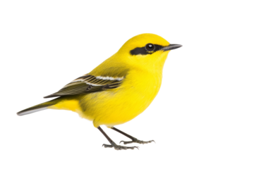 Yellow bird with a black stripe on its wing is standing on a white background