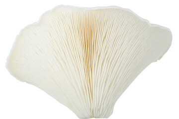 Large white mushroom with a brown stem