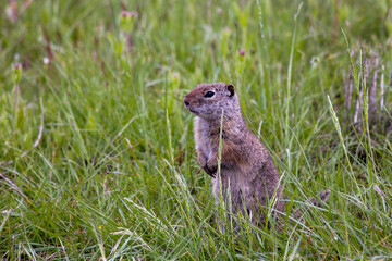 Alert ground squirrel in lush green grassland in Yellowstone National Park, Wyoming