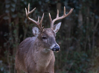 Closeup of an old white-tail deer buck.