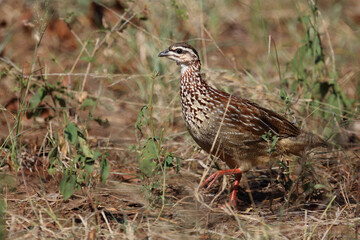 Schopffrankolin / Crested francolin / Dendroperdix sephaena