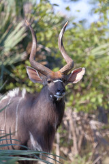 Nyala / Nyala / Tragelaphus angasii.