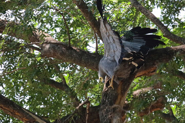 Höhlenweihe / African Harrier-Hawk or Gymnogene / Polyboroides typus