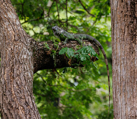 lizard on a tree