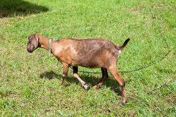 Anglo-Nubian goats are a British breed of domestic goat.