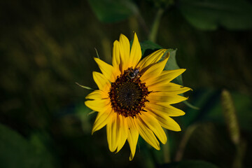 Sunflower with Bee
