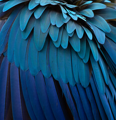 blue and gold macaw feathers