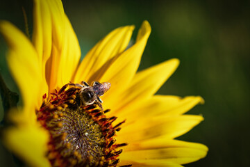 Sunflower with Bee