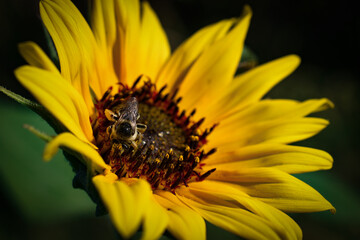 Sunflower with Bee