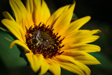 Sunflower with Bee
