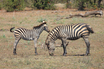 Steppenzebra / Burchell's zebra / Equus quagga burchellii.
