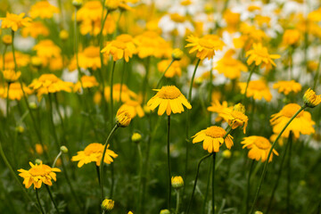 Obraz premium yellow daisies, floral background