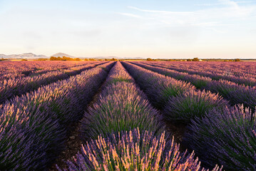 Lavender field Summer sunset landscape