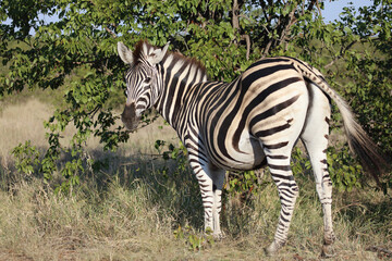 Steppenzebra / Burchell's zebra / Equus quagga burchellii