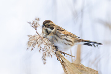 winter plumage Reed Bunting Emberiza schoeniclus perched on a reed in Greifswald, Germany