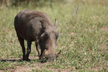 Warzenschwein / Warthog / Phacochoerus africanus..
