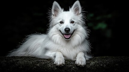 Obraz premium A Happy White Fluffy Dog Poses Outdoors